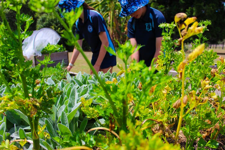 Our school has created a wonderful garden area where the students enjoy nurturing the plants.